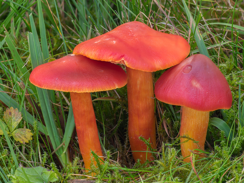 Hygrocybe punicea
